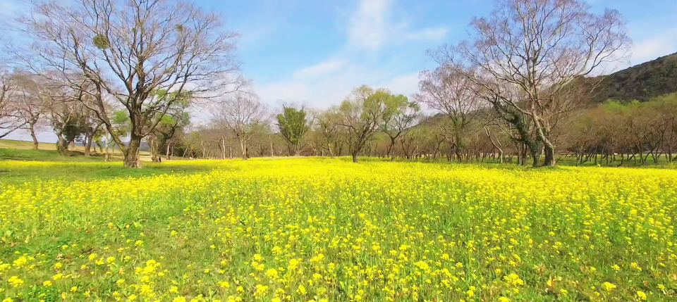 高知県四万十市入田菜の花 はた旅 公式 予約サイト 高知県 四万十 足摺エリア体験型観光