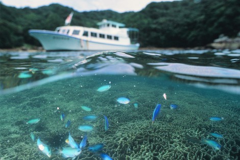 グラスボートとサンゴに群がる熱帯魚