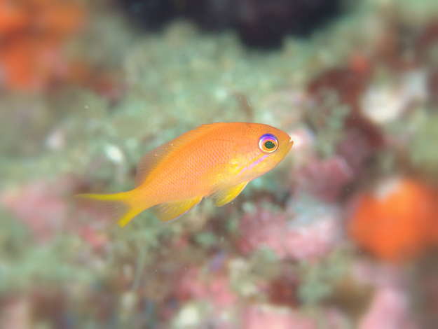 キンギョハナダイ