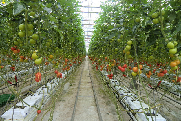四万十みはら菜園